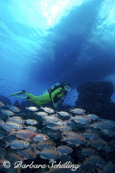 Diver checking out the soldierfish before going back up t... by Barbara Schilling 